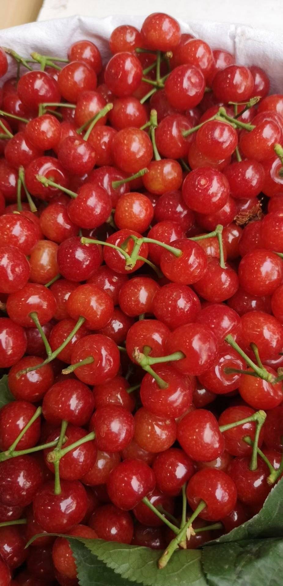 本地樱桃陆续上市价格不再咬人