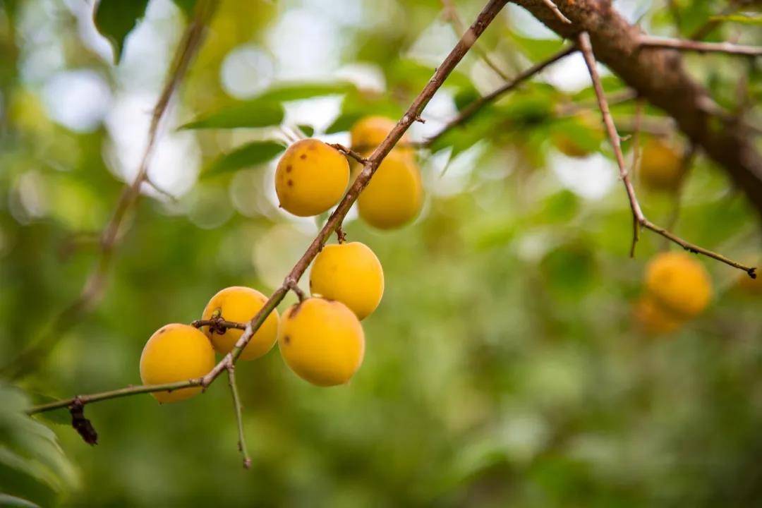 达川区乌梅枝头卧山间果香醉人间