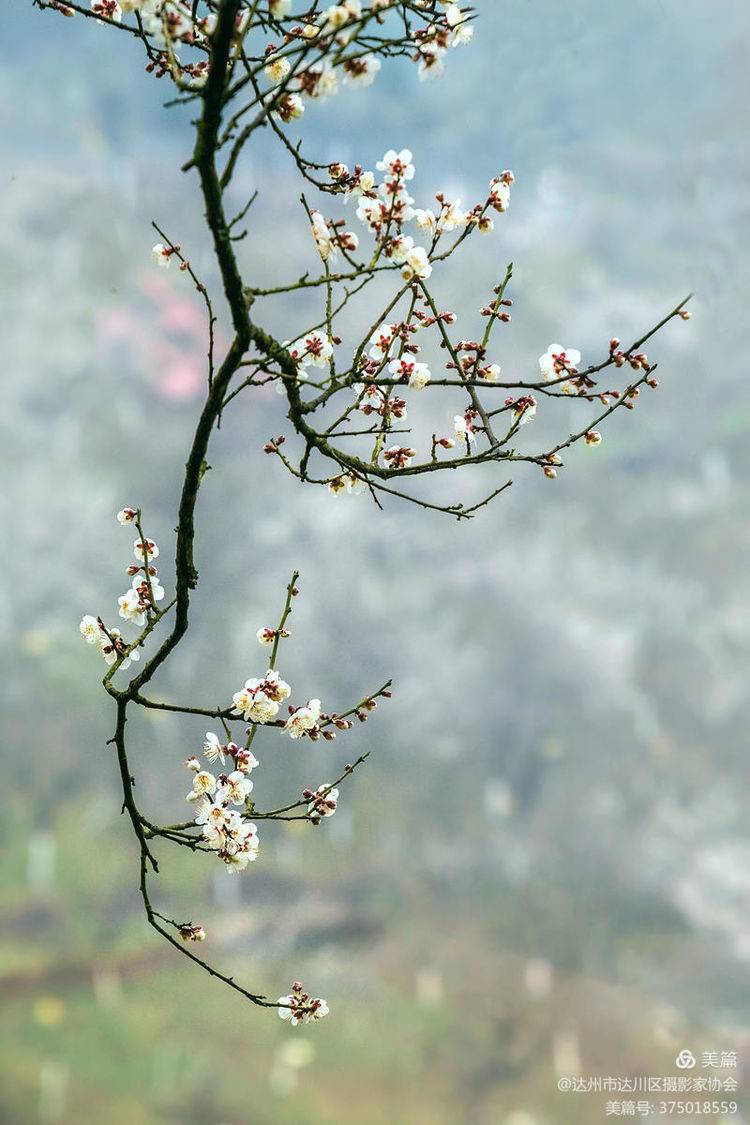 梅花十大稀有品种乌梅图片
