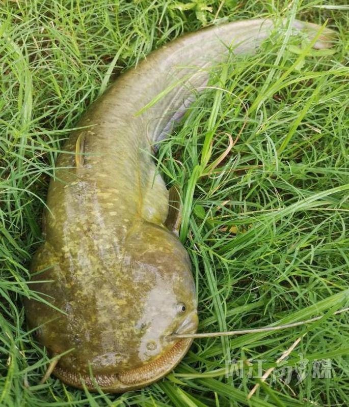 内江资中:"一条鲶鱼"搅动"一江春水"