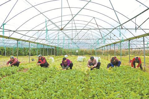 达川区双庙镇产业兴旺村民富乡村振兴战正酣